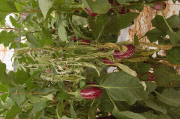 Symptôme de Slcérotinia sur plant d'aubergine